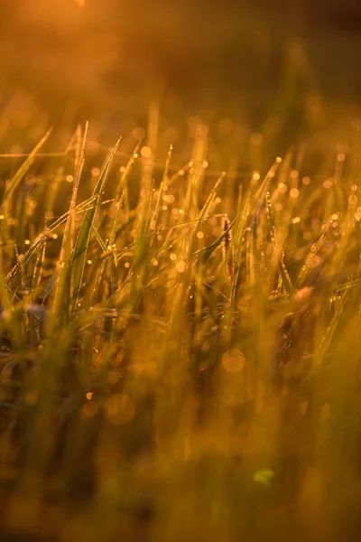 Am frühen Morgen auf den Spitzen des Rasens. — Stockfoto
