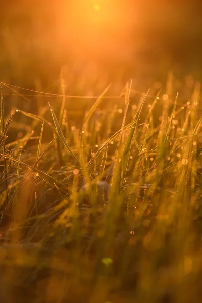 Am frühen Morgen auf den Spitzen des Rasens. — Stockfoto