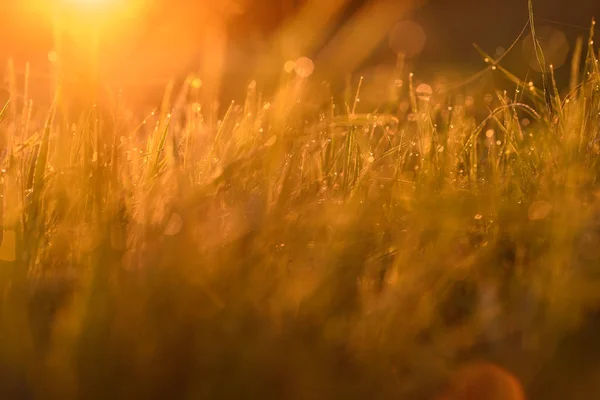 잔디 의 끝에 이른 아침. — 스톡 사진