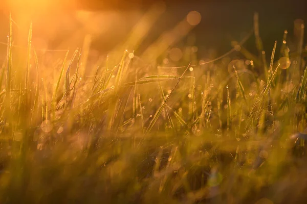 Sabahın erken saatlerinde çimenlerin ucunda.