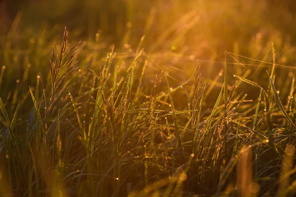 De manhã cedo nas pontas da grama . — Fotografia de Stock