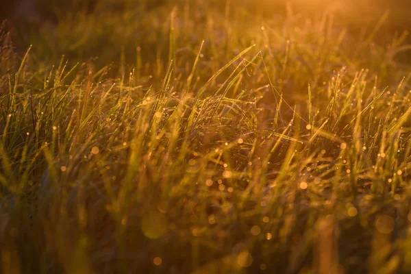 Vroeg in de ochtend op de toppen van het gras. — Stockfoto