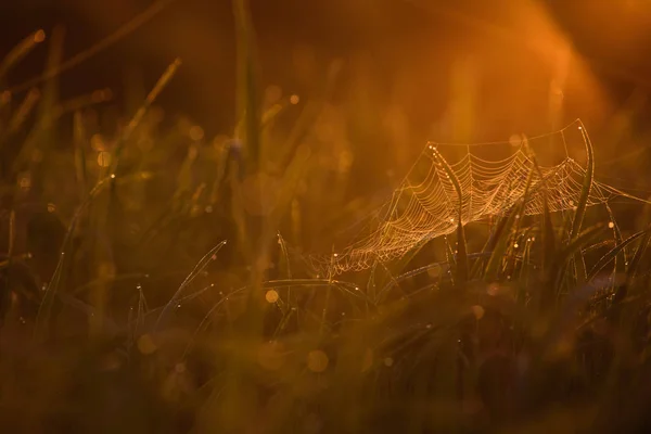 Temprano en la mañana en las puntas de la hierba . — Foto de Stock