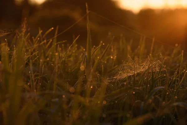 잔디 의 끝에 이른 아침. — 스톡 사진