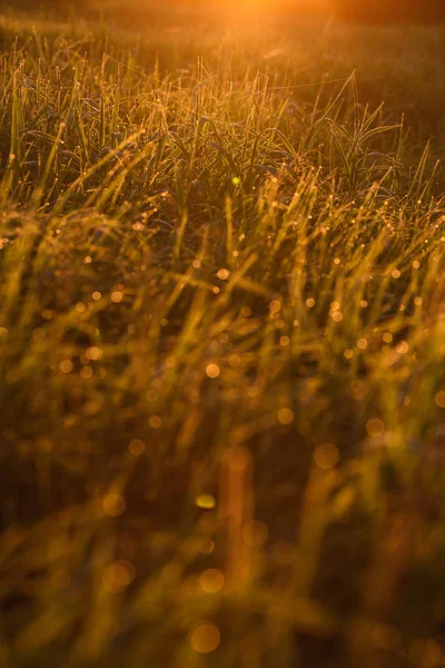 Vroeg in de ochtend op de toppen van het gras. — Stockfoto