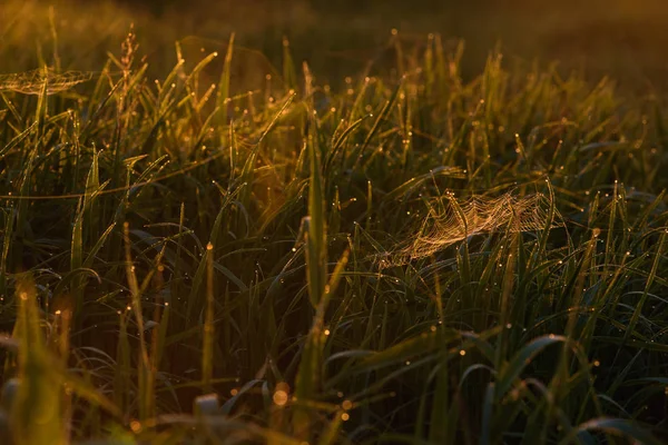 Early morning on the tips of the grass. — Stock Photo, Image