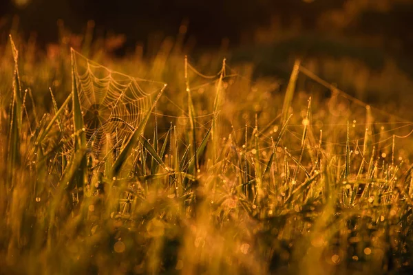 Vroeg in de ochtend op de toppen van het gras. — Stockfoto