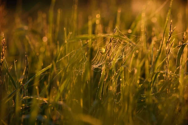 Vroeg in de ochtend op de toppen van het gras. — Stockfoto