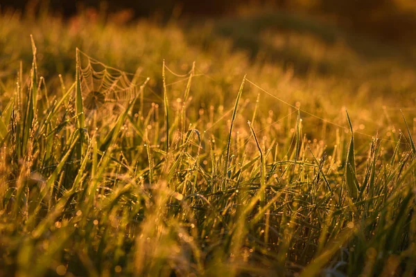 Vroeg in de ochtend op de toppen van het gras. — Stockfoto