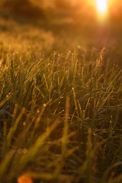 Early morning on the tips of the grass. — Stock Photo, Image