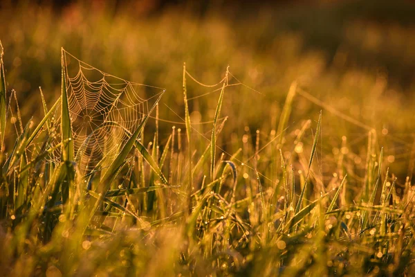 Vroeg in de ochtend op de toppen van het gras. — Stockfoto