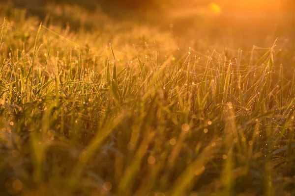 Am frühen Morgen auf den Spitzen des Rasens. — Stockfoto