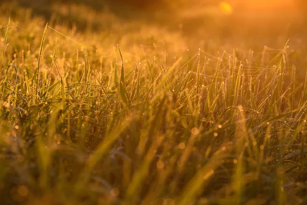 Vroeg in de ochtend op de toppen van het gras. — Stockfoto