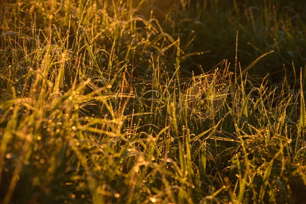 Temprano en la mañana en las puntas de la hierba . — Foto de Stock