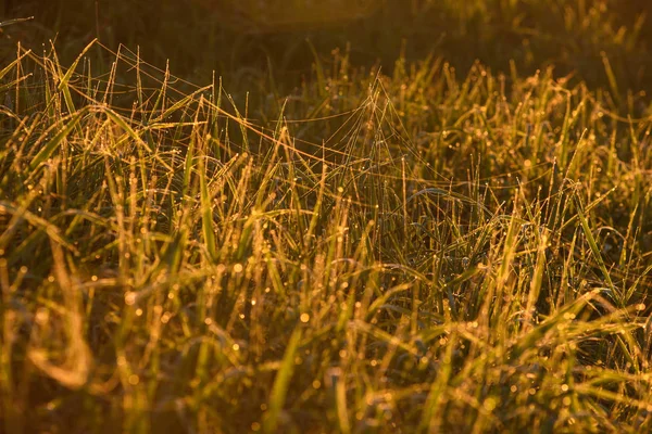 Vroeg in de ochtend op de toppen van het gras. — Stockfoto