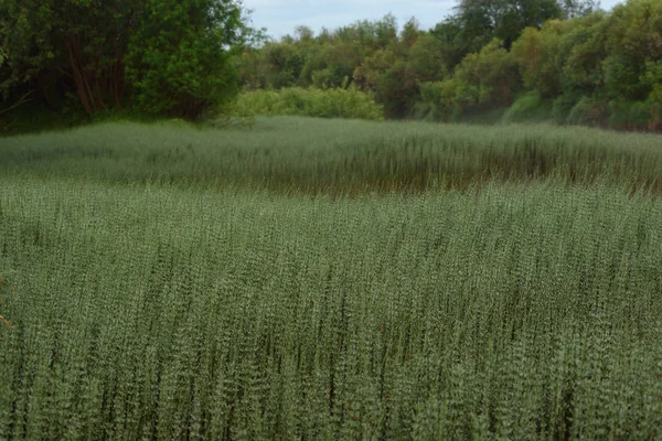 Overgrown bank of the river — Stock Photo, Image