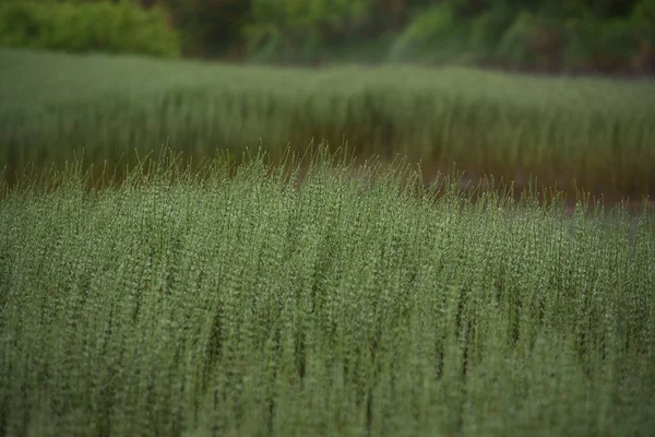 Overgrown bank of the river — Stock Photo, Image