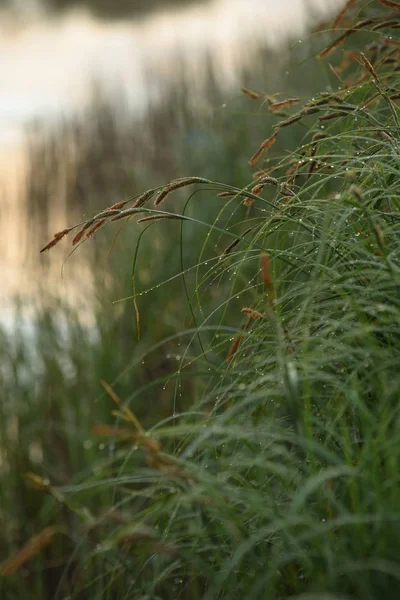 Zugewachsenes Ufer des Flusses — Stockfoto