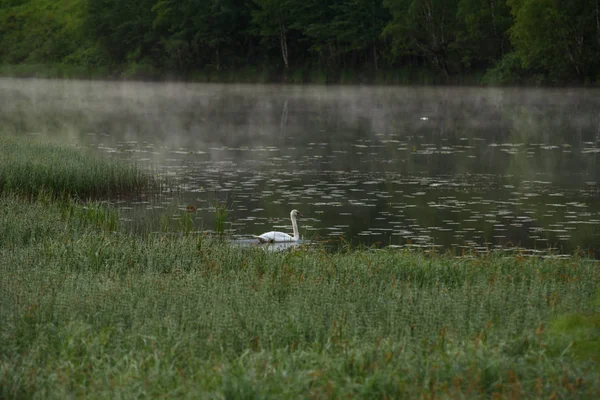 Un cisne blanco — Stockfoto