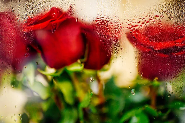玻璃后面的红玫瑰 — 图库照片