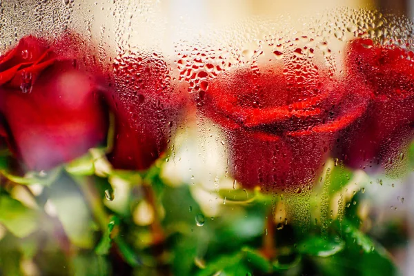 Красные розы за стеклом — стоковое фото