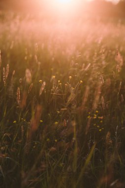 Gün batımında tarla bitkileri. Güneş ufuktan batıyor ve bitkilerin ve otların zıt kombinasyonlarını oluşturuyor..