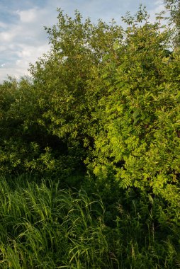 Gün batımında manzara. Yoğun büyümüş ağaçlar ve yoğun yeşil yapraklı çalılar. Söğüt, kiraz, rowan, yaban gülü.