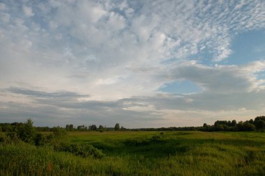 Gün batımında manzara. Farklı otların ve gökyüzünde güzel bulutların olduğu bir tarla..