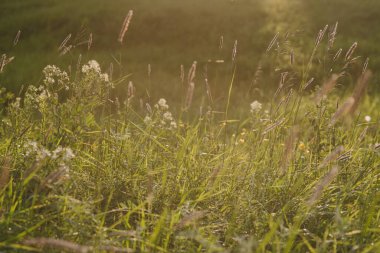 Gün batımında tarla bitkileri. Güneş ufuktan batıyor ve bitkilerin ve otların zıt kombinasyonlarını oluşturuyor..