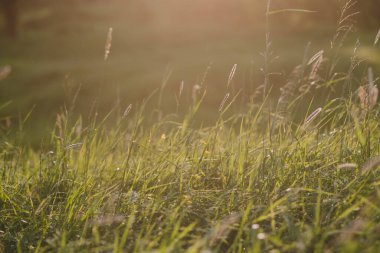 Gün batımında tarla bitkileri. Güneş ufuktan batıyor ve bitkilerin ve otların zıt kombinasyonlarını oluşturuyor..