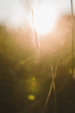 Batan güneşin ışığında çimenlerin üzerinde bir tarla örümceği.