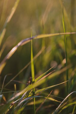 Batan güneşin ışığında bir tarlada çimlerin üzerinde oturan bir çekirge.