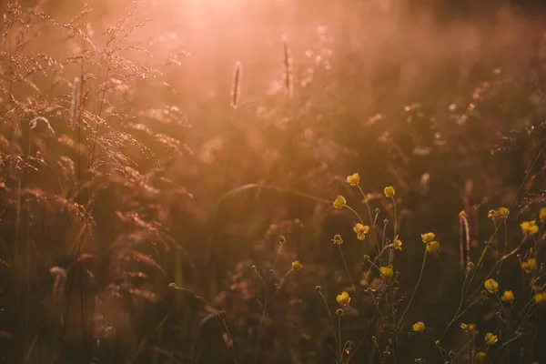 Field plants at sunset. The sun sets below the horizon creating contrasting combinations of herbs and plants.