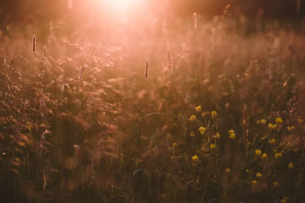 Field Plants Sunset Sun Sets Horizon Creating Contrasting Combinations Herbs — Stock Photo, Image