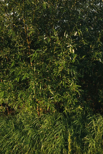 Пейзаж Заході Сонця Щільно Зарослі Дерева Чагарники Щільним Зеленим Листям — стокове фото
