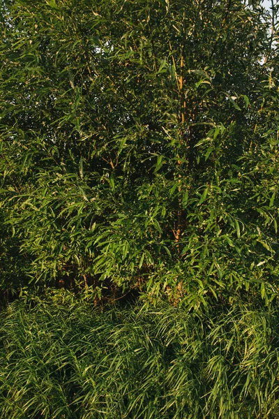 Пейзаж Заході Сонця Щільно Зарослі Дерева Чагарники Щільним Зеленим Листям — стокове фото