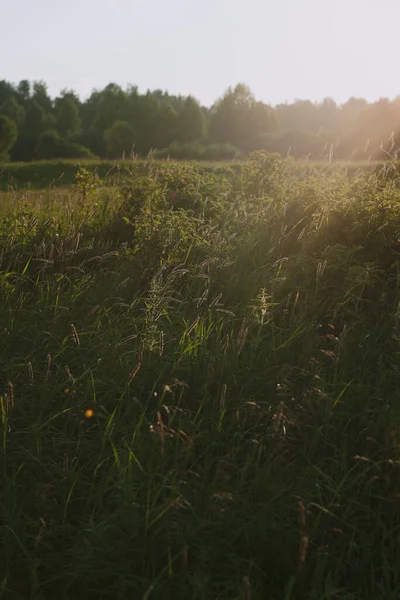 Feldpflanzen Bei Sonnenuntergang Die Sonne Geht Unter Dem Horizont Unter — Stockfoto