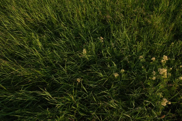 Plantas Campo Pôr Sol Sol Põe Abaixo Horizonte Criando Combinações — Fotografia de Stock