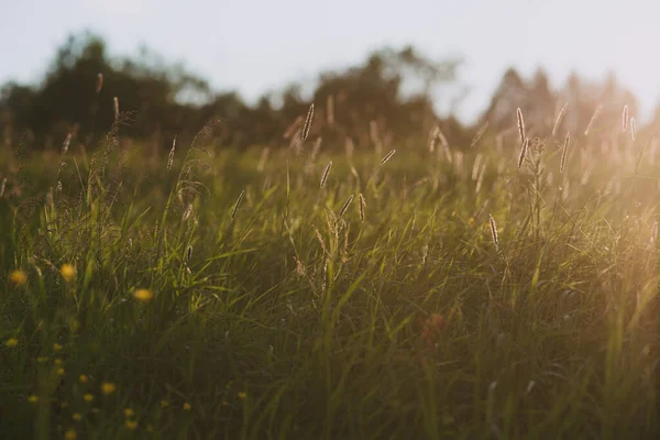 Field Plants Sunset Sun Sets Horizon Creating Contrasting Combinations Herbs — Stock Photo, Image