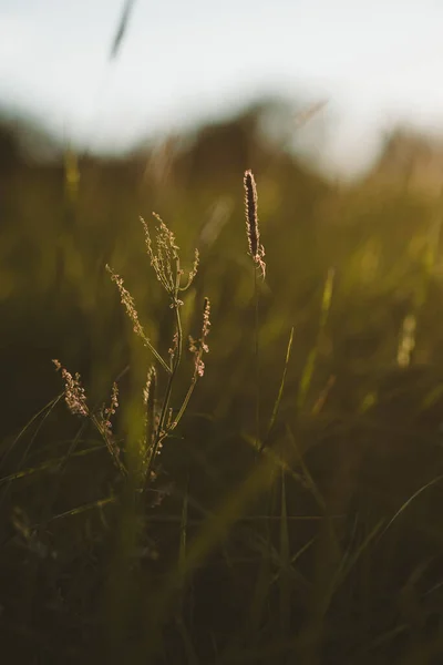 Field Spider Grass Stalk Light Setting Sun — Stock Photo, Image