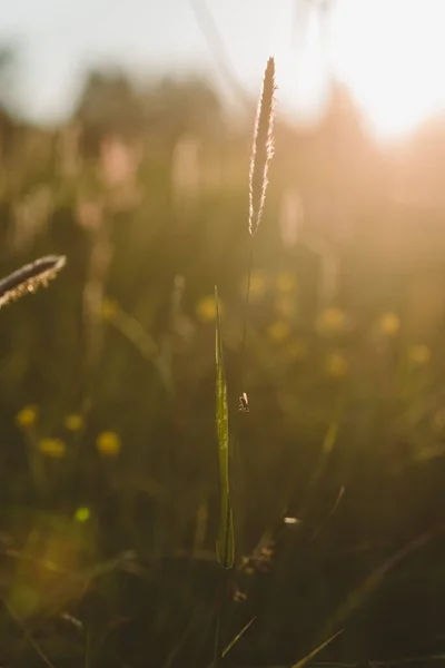 Une Mouche Assise Sur Brin Herbe Lumière Soleil Couchant — Photo