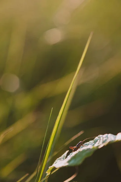 Eine Heuschrecke Sitzt Auf Einem Grashalm Auf Einem Feld Großaufnahme — Stockfoto