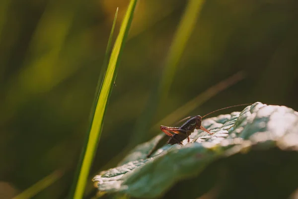 Gräshoppa Sitter Ett Grässtrå Ett Fält Nära Ljuset Den Nedgående — Stockfoto