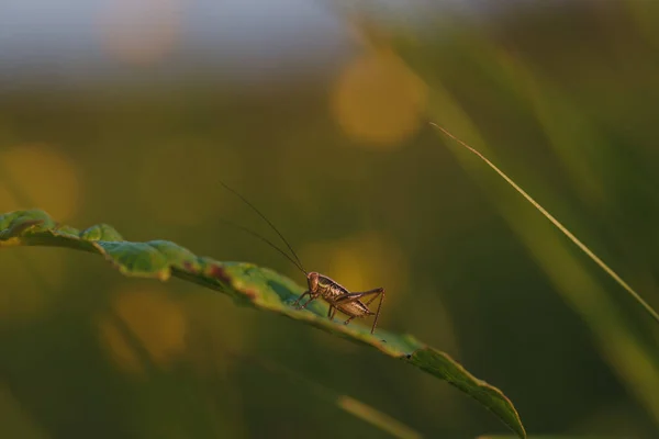 Saltamontes Sentado Una Brizna Hierba Campo Cercano Luz Del Sol — Foto de Stock