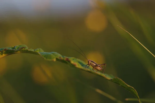 Gafanhoto Sentado Uma Lâmina Grama Campo Fechar Luz Pôr Sol — Fotografia de Stock