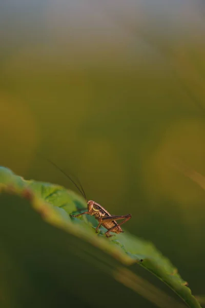 Batan Güneşin Işığında Bir Tarlada Çimlerin Üzerinde Oturan Bir Çekirge — Stok fotoğraf