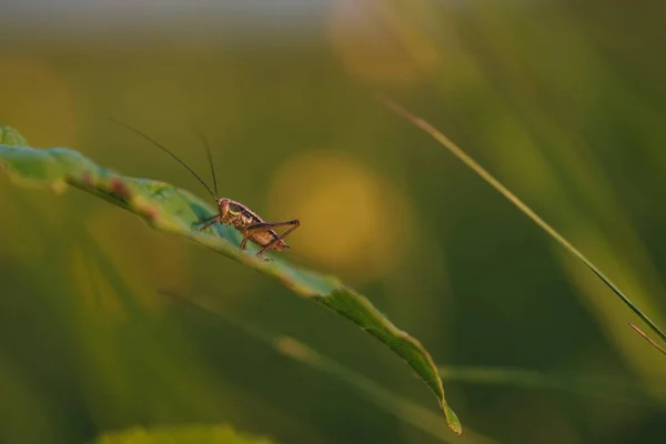 Saltamontes Sentado Una Brizna Hierba Campo Cercano Luz Del Sol —  Fotos de Stock