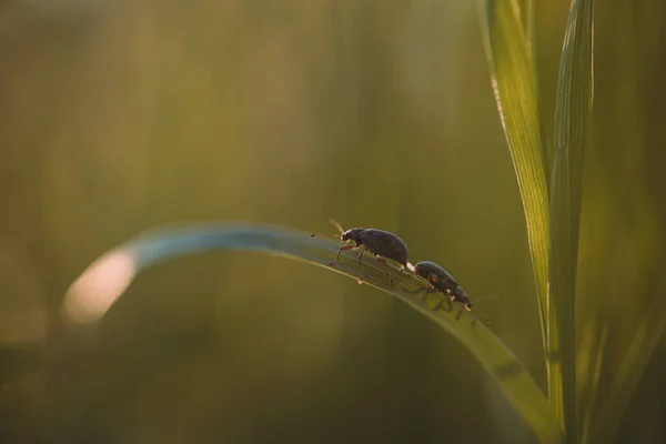 Batan Güneşin Işığında Çimlerin Üzerinde Bir Tarla Böceği — Stok fotoğraf