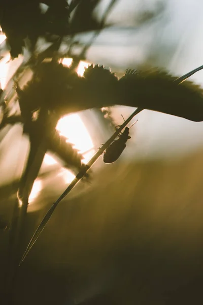 Field Beetle Grass Light Setting Sun — Stock Photo, Image