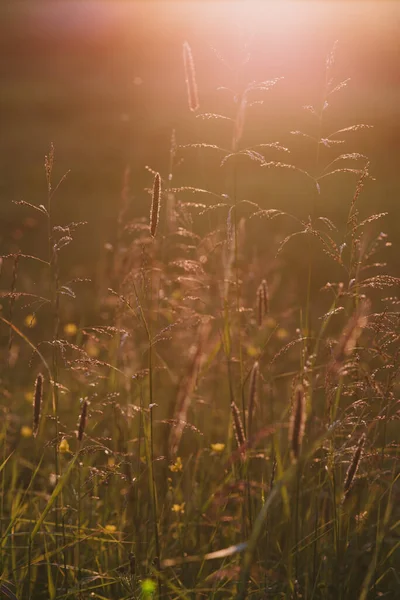 Field Plants Sunset Sun Sets Horizon Creating Contrasting Combinations Herbs — Stock Photo, Image